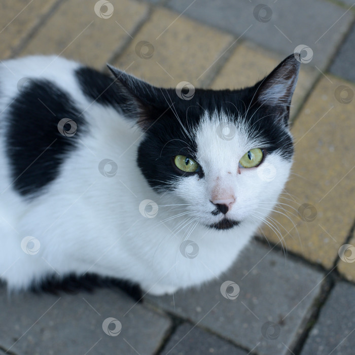 Скачать Чёрно-белая кошка сидит на тротуаре и смотрит грустным взглядом фотосток Ozero