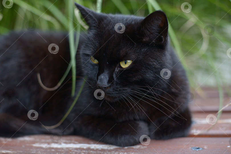 Скачать Чёрный кот с серьёзным взглядом сидит на скамейке, поджав лапы фотосток Ozero