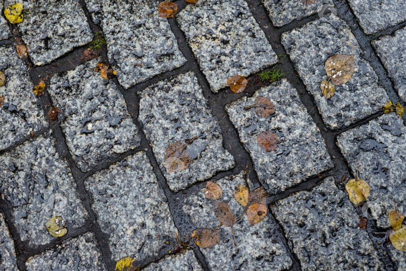 Скачать Гранитная тротуарная плитка в осенних листьях после дождя фотосток Ozero