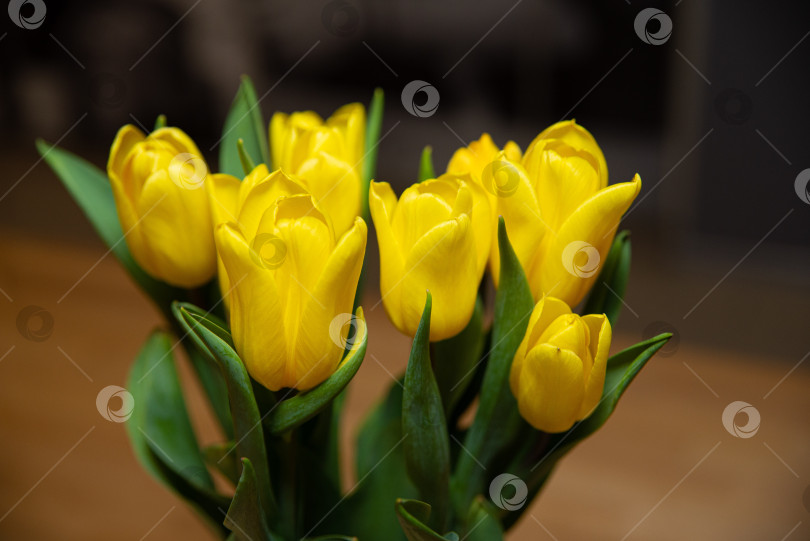 Скачать Ярко-желтые тюльпаны в цвету фотосток Ozero