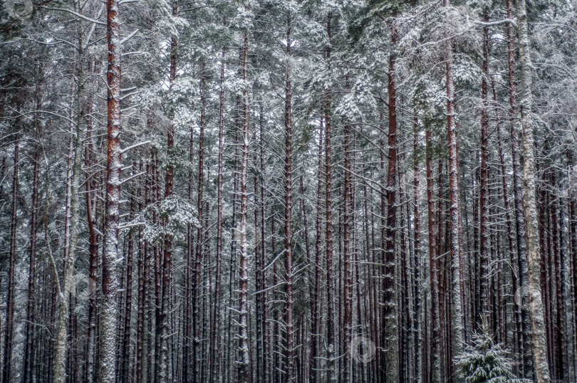 Скачать Деревья в зимнем лесу фотосток Ozero