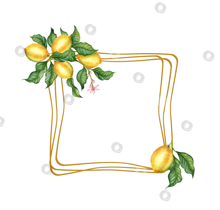 Скачать Квадратная рамка с лимонами и зелеными листьями акварелью фотосток Ozero