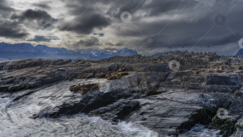 Скачать Семейство морских львов раскинулось на скалистых склонах острова фотосток Ozero