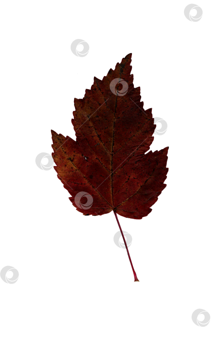 Скачать Осенний красный гербарий из опавших листьев фотосток Ozero