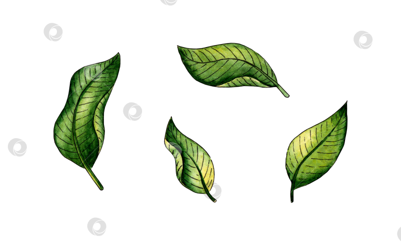 Скачать Набор зеленых акварельных листьев фотосток Ozero
