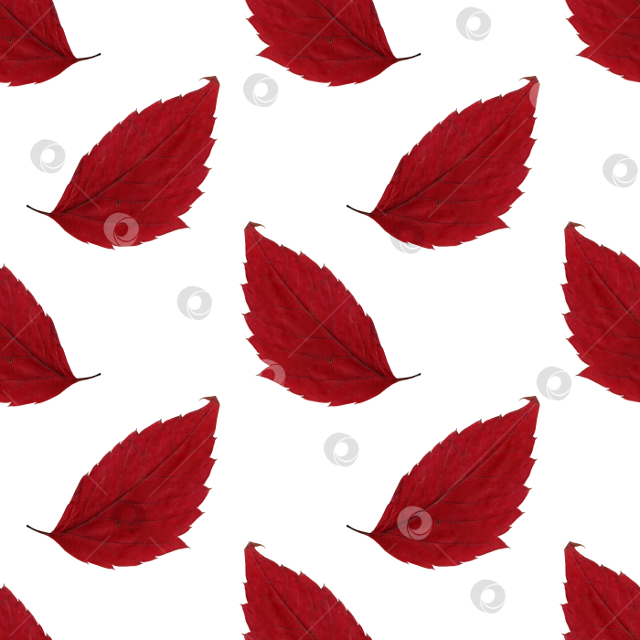 Скачать Узор гербария из красных осенних листьев фотосток Ozero