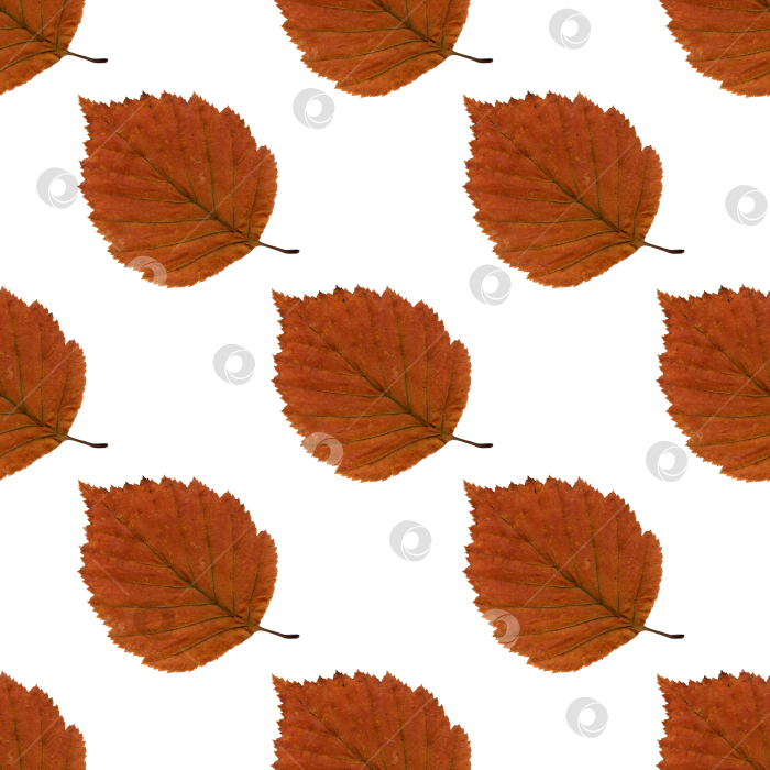 Скачать Узор гербария из желтых осенних листьев фотосток Ozero