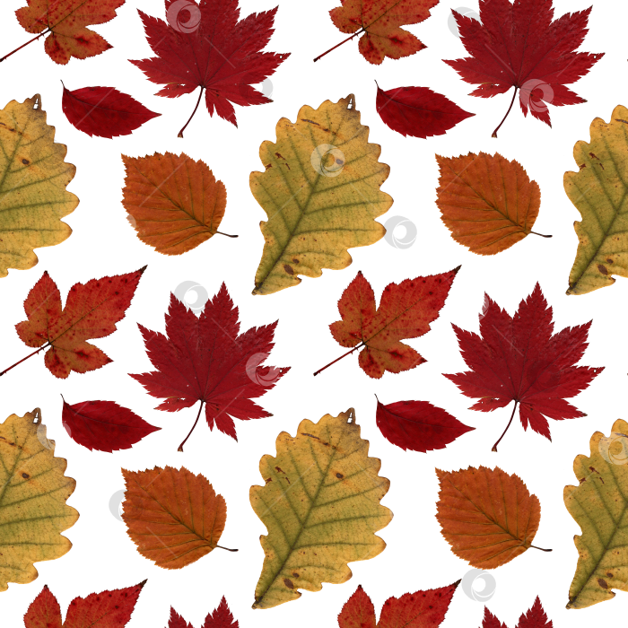 Скачать Узор осенних листьев гербария фотосток Ozero