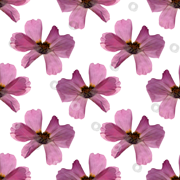 Скачать Узор розовый цветочный гербарий фотосток Ozero