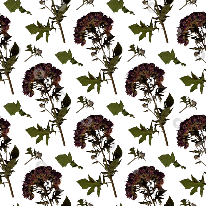 Скачать Узор фиолетовый цветочный гербарий фотосток Ozero