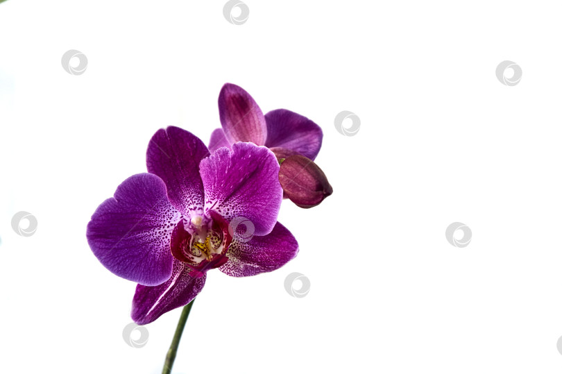 Скачать Цветок фиолетовой орхидеи фаленопсис, phalaenopsis, известный как орхидеи-мотыльки или phal на фоне белой стены. фотосток Ozero