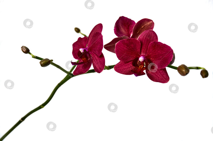 Скачать Цветок фиолетовой орхидеи фаленопсис, phalaenopsis, известный как орхидеи-мотыльки или мистер Дастини на белой стене. фотосток Ozero