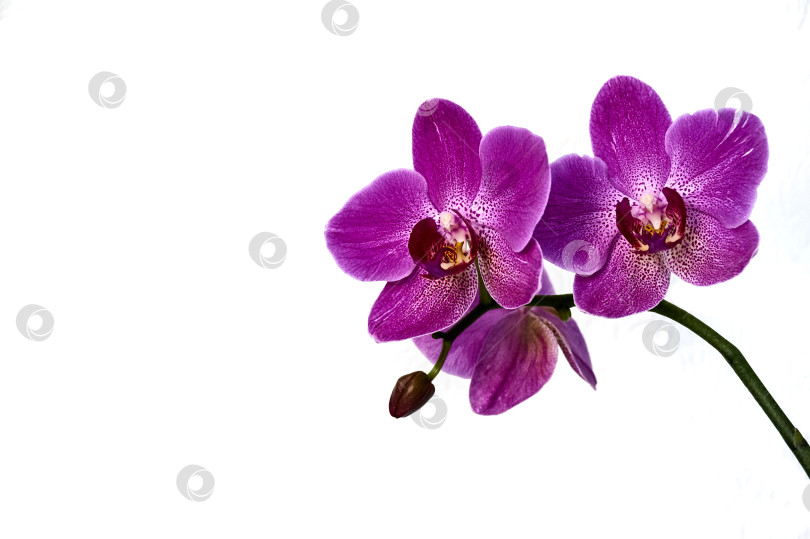 Скачать Фиолетовый цветок орхидеи фаленопсис, phalaenopsis или falah на белом фоне. фотосток Ozero