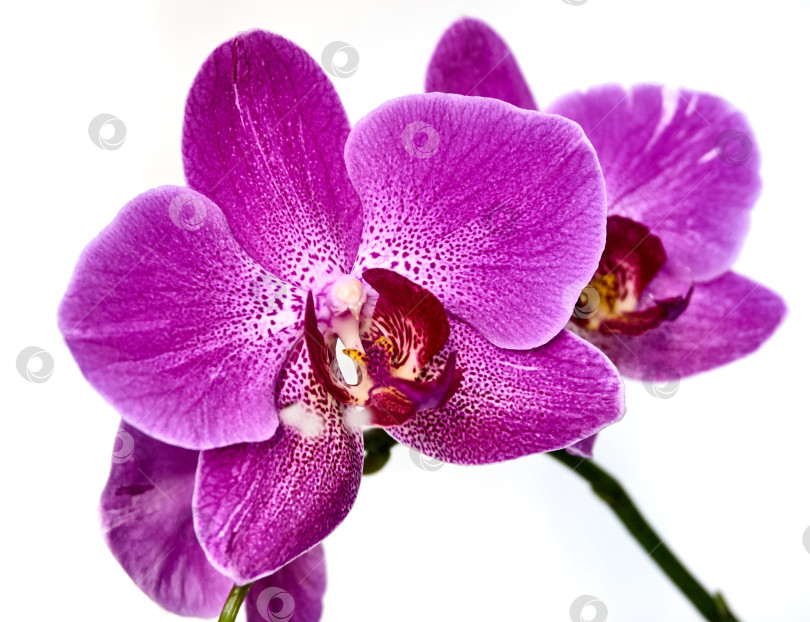 Скачать Фиолетовый цветок орхидеи фаленопсис, phalaenopsis или falah на фоне белой стены. фотосток Ozero