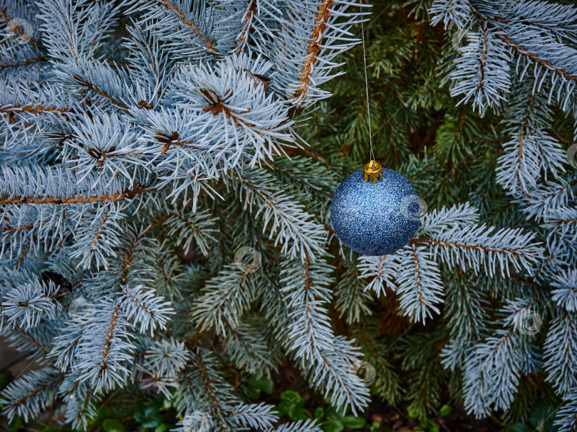 Скачать Рождественская игрушка голубой шар висит справа на ветке ели Хупси. фотосток Ozero
