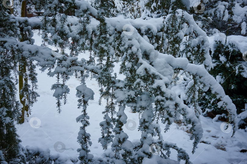 Скачать Снежная зима. Можжевельник Хорстманна (Juniperus communis Horstmann) фотосток Ozero