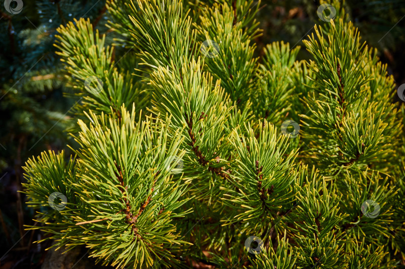 Скачать Сосновые ветви горной сосны Pinus Mugo Ophir на размытом темно-зеленом фоне. фотосток Ozero