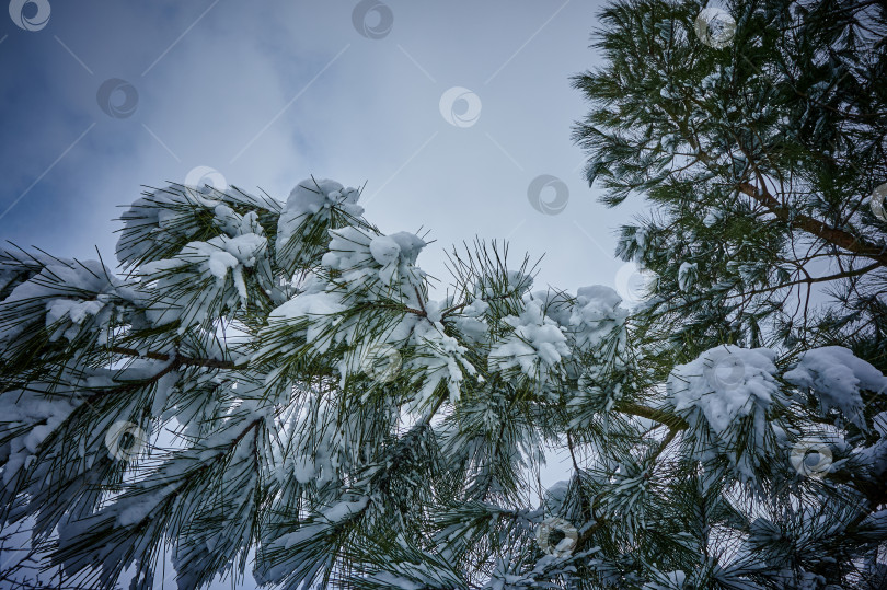 Скачать Зима. Сосна (лат. Pinus brutia var. Питюса). фотосток Ozero