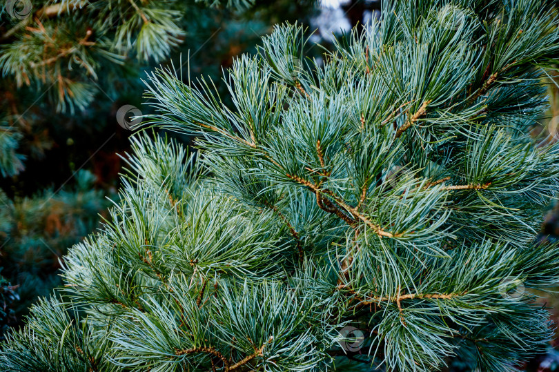 Скачать Ветка японской сосны Pinus parviflora Glauca с оригинальной двухцветной хвоей. фотосток Ozero