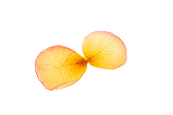 [object Object] undefined