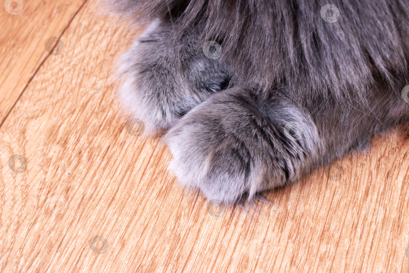 Скачать Пушистые серые кошачьи лапы крупным планом на деревянном полу фотосток Ozero