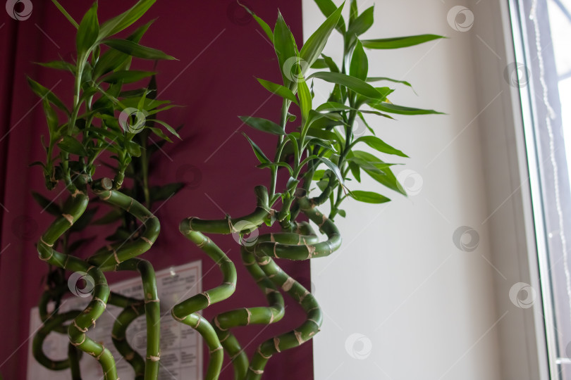 Скачать Зеленые листья домашнего растения бамбук крупным планом фотосток Ozero