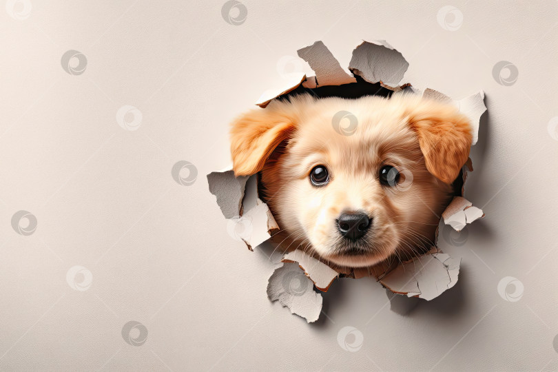 Скачать Милый портрет щенка, смотрящий через дырку в бумаге с местом для копирования. фотосток Ozero
