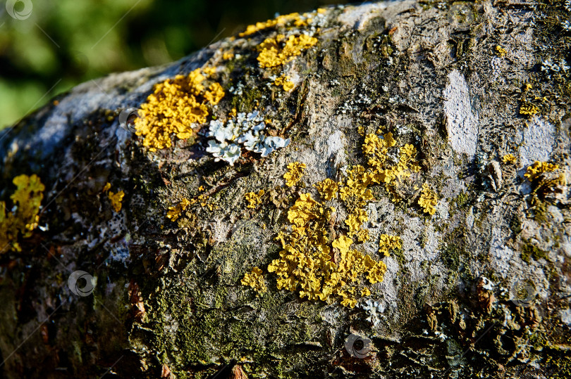 Скачать Обыкновенный желтый лишайник (lat Lichenes Xanthoria parietina) на серой текстуре коры старого дерева в качестве оригинальной текстуры для дизайна. фотосток Ozero