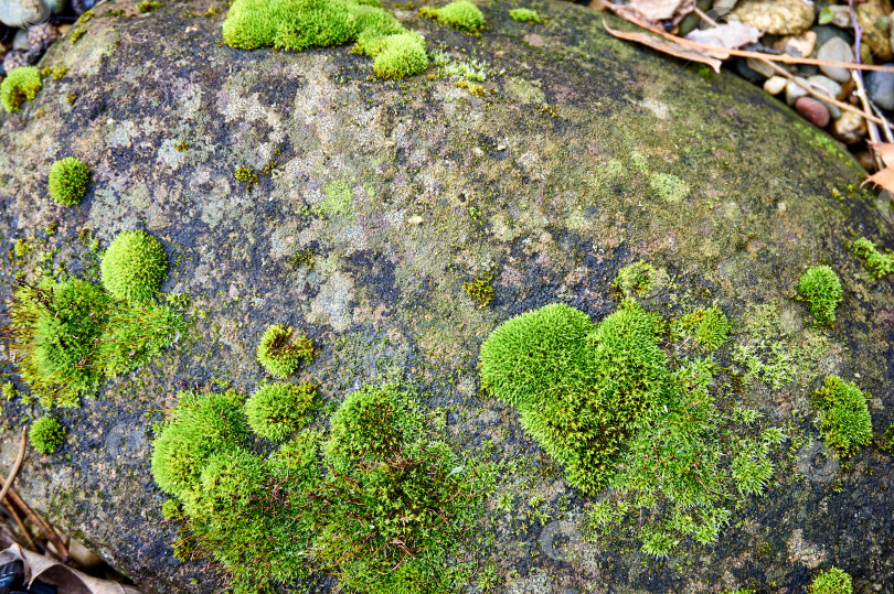 Скачать Зеленый мох растет маленькими бугорками на большом сером камне. фотосток Ozero