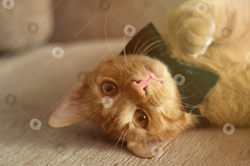 Скачать Милый рыжий кот лежит в постели под одеялом. Пушистый питомец. Уютный домашний фон с забавным домашним животным. фотосток Ozero