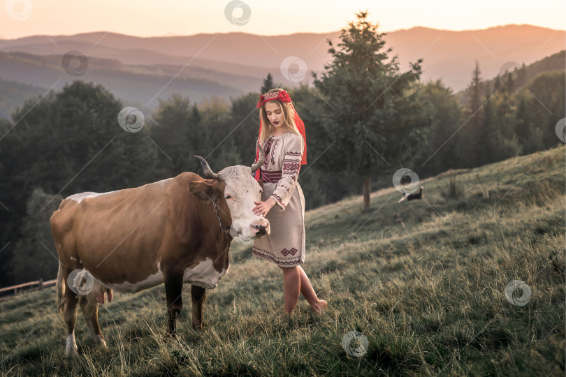 Скачать Коричневая молочная корова пасется на зеленой траве в мирном горном пейзаже. Пастушка встречает ее и гладит по морде. Концепция национального сельского хозяйства и здорового питания. фотосток Ozero
