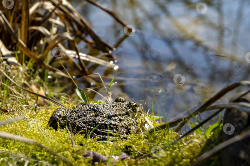 Скачать Лягушка Рана ридибунда сидит на зеленой траве на берегу пруда и смотрит в воду. фотосток Ozero