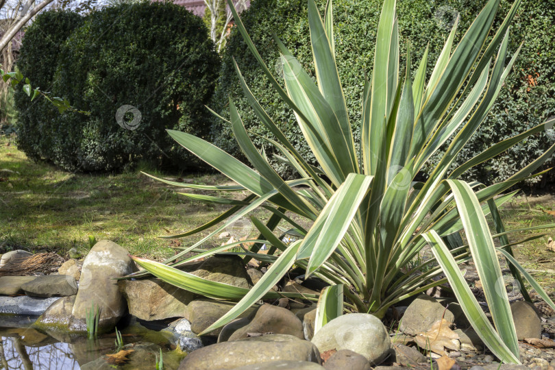 Скачать Красивые полосатые листья юкки gloriosa Variegata, растущей в камнях на берегу садового пруда. На заднем плане аккуратно подстриженный куст самшита Buxus sempervirens фотосток Ozero