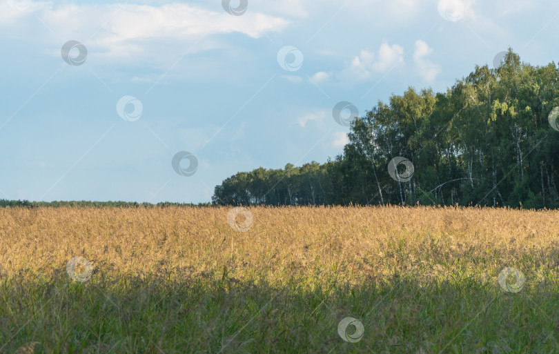 Скачать поле рядом с лесом фотосток Ozero