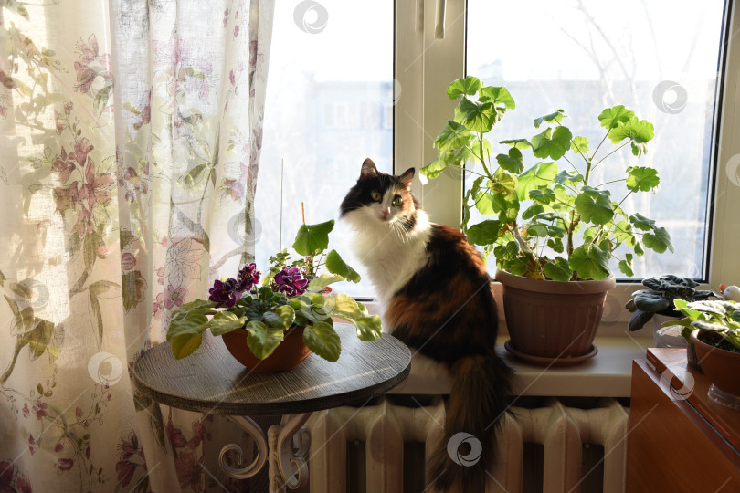 Скачать Фотография кошки, сидит на подоконнике, вокруг цветы фотосток Ozero