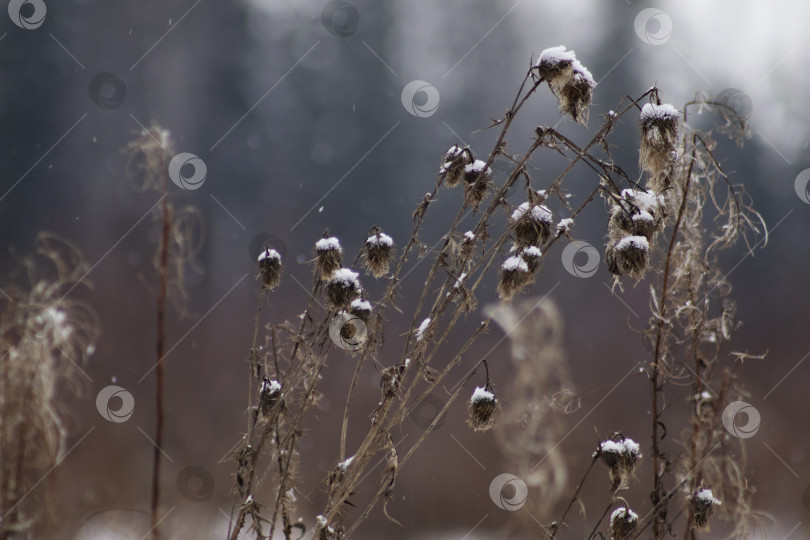 Скачать засохшее растение фотосток Ozero