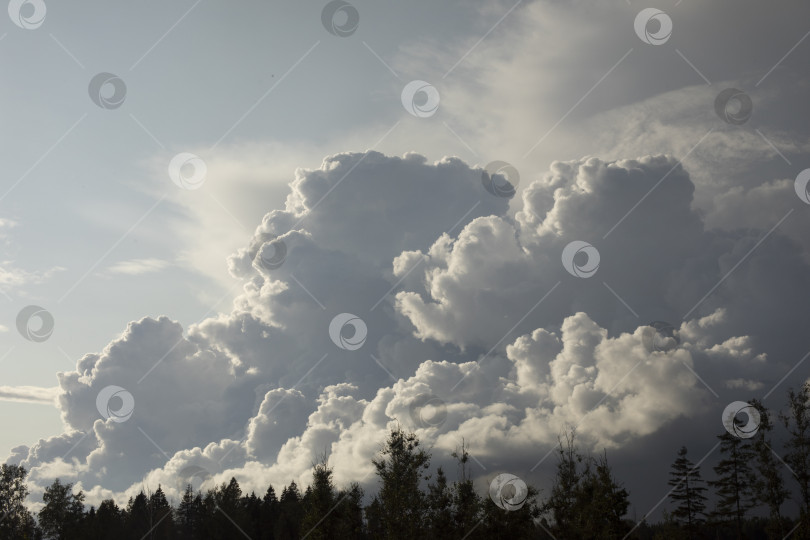 Скачать Величественное небо над лесом. Много облаков на небе. Кучевые облака и лес. фотосток Ozero