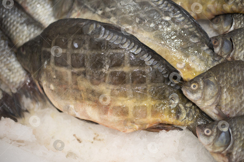 Скачать Рабы на рынке. Замороженная рыба в холодильнике. фотосток Ozero