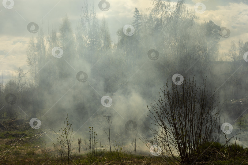 Скачать Пожар в лесу. Дым над деревьями. Вред природе. фотосток Ozero