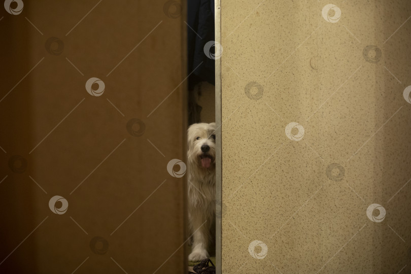 Скачать Собака в квартире. Собака смотрит через щель в стене. Животное ждет хозяина. фотосток Ozero