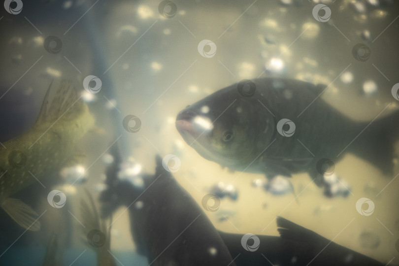 Скачать Рыбки в аквариуме в магазине. Товар на рынке. фотосток Ozero