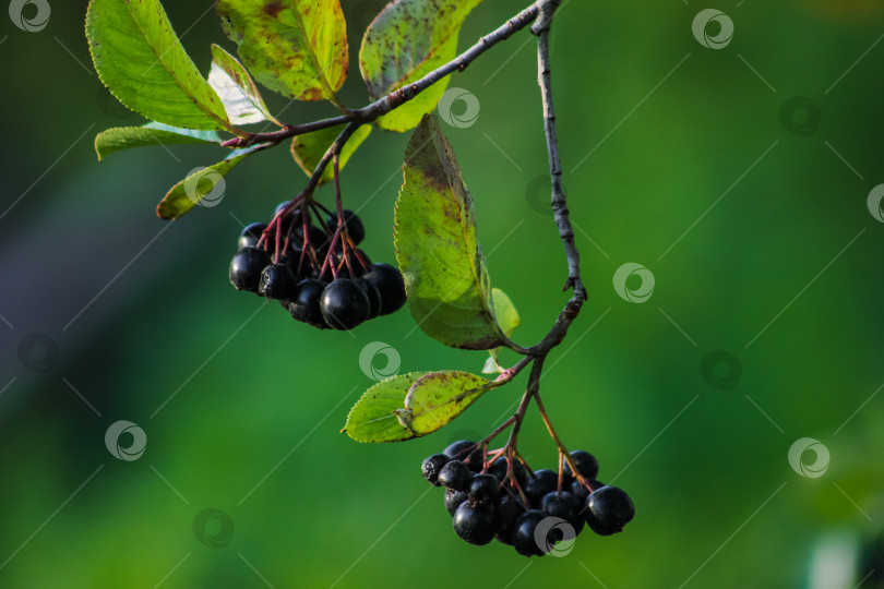 Скачать черноплодная рябина собирает плоды на дереве фотосток Ozero
