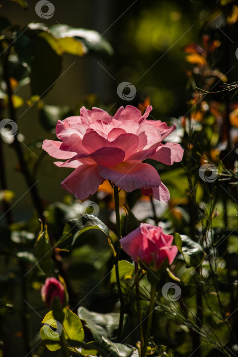 Скачать цветущая роза "Королева Елизавета" в саду фотосток Ozero