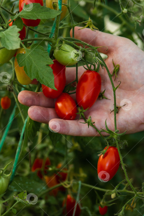 Скачать мужская рука держит плоды урожая созревающих помидоров черри в теплице фотосток Ozero
