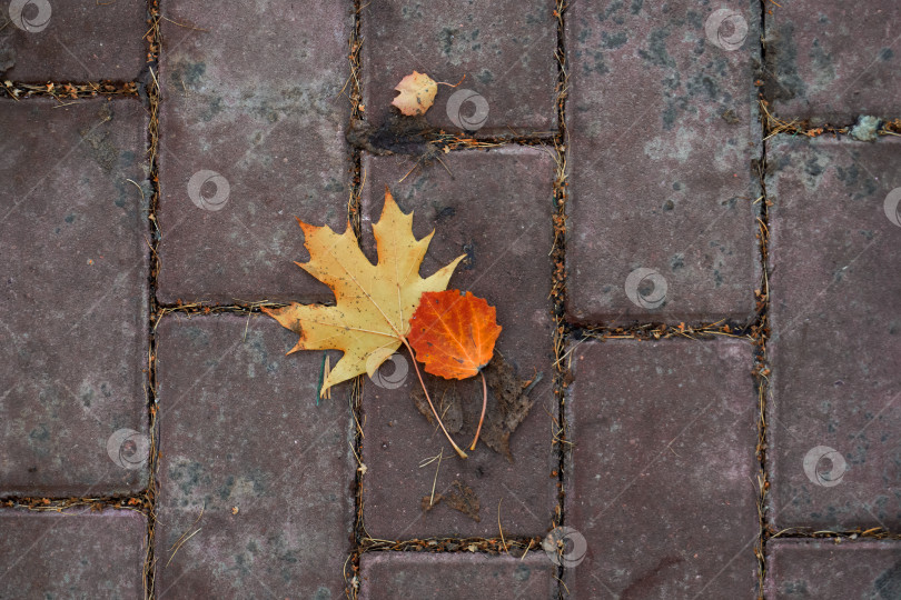 Скачать Желтый осенний опавший лист лежит на брусчатке. Избирательный фокус фотосток Ozero