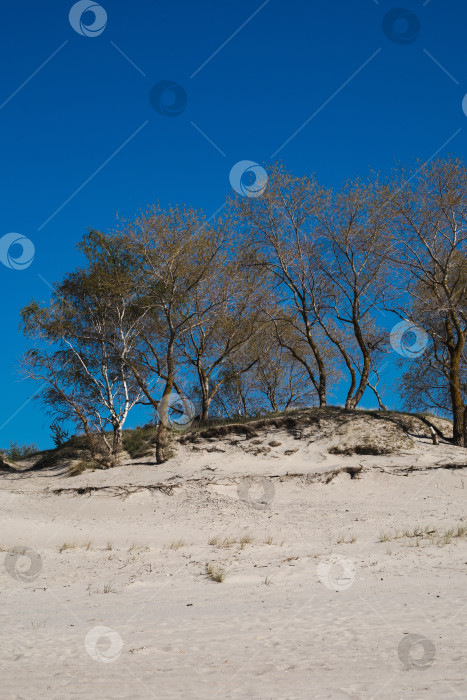 Скачать Деревья на дюнах Балтийской косы, Балтийск, Калининградская область фотосток Ozero