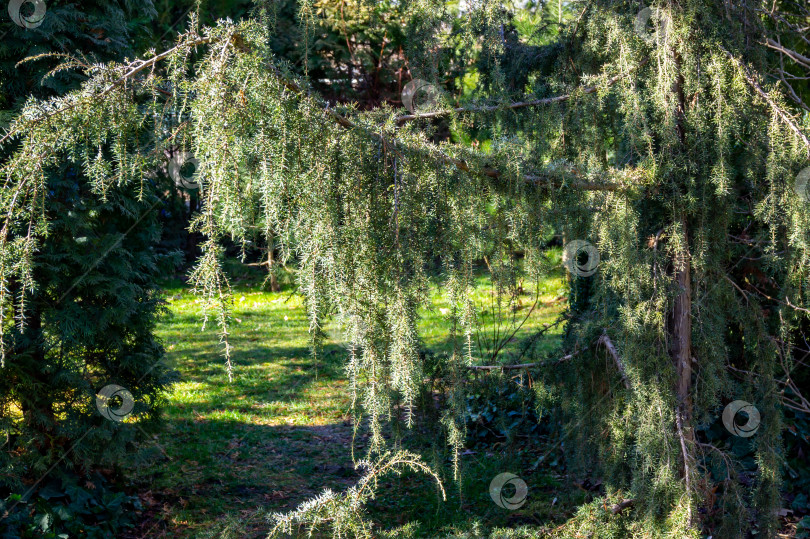 Скачать Солнечные волшебные ветви серебристого можжевельника Juniperus communis Horstmann на размытом фоне ярко-зеленой травы в саду. Концепция природы для дизайна фотосток Ozero