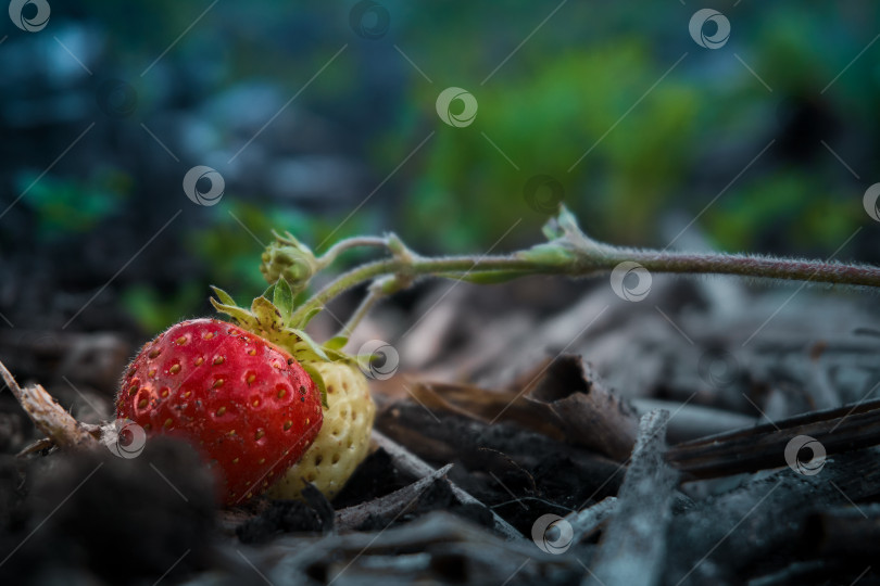 Скачать Клубника, растущая на ветке и лежащая на земле, клубника красная и зеленая, летние ягоды, растущие на грядке фермера. Избирательный фокус фотосток Ozero
