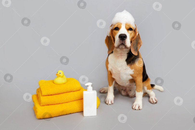 Скачать Собака породы бигль с мыльной пеной на голове во время купания. фотосток Ozero