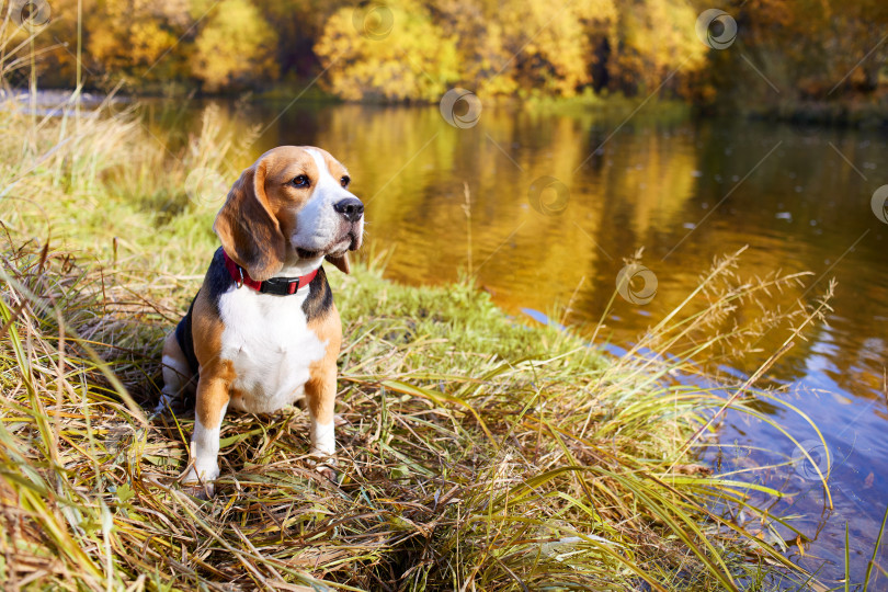 Скачать Красочный осенний пейзаж. Собака породы бигль сидит в сухой траве у реки. фотосток Ozero